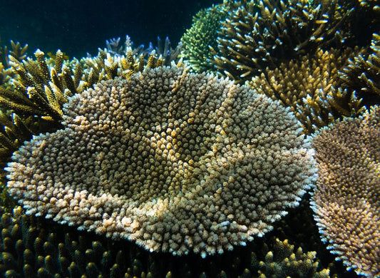 Corals need more spawning, not more light.