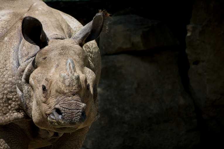 Critically Endangered Javan Rhinoceros Proven to be Breeding