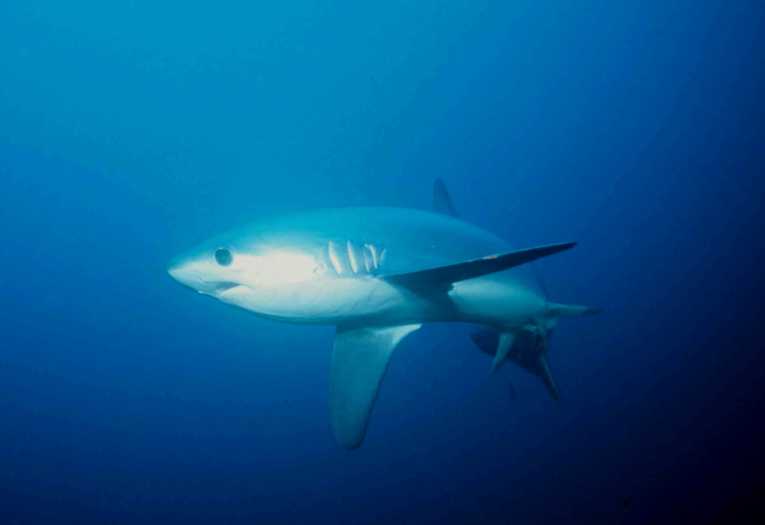 Deep water thresher sharks come into the shallows for a wash and scrub-up