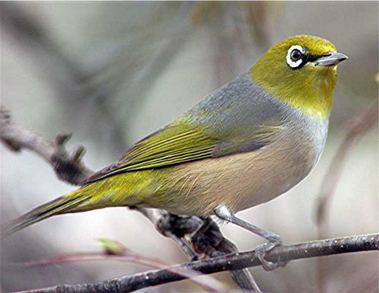 The Silvereye Learns to Shout Above Traffic – Earth Times