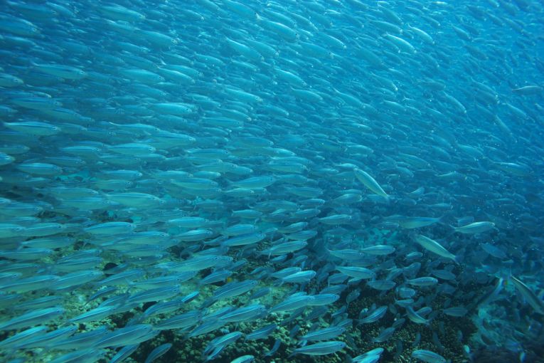 How fish evolved their migratory habits