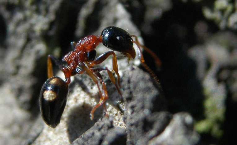 Pesticides threaten social, ecological aspect of ant hunting in Brazil