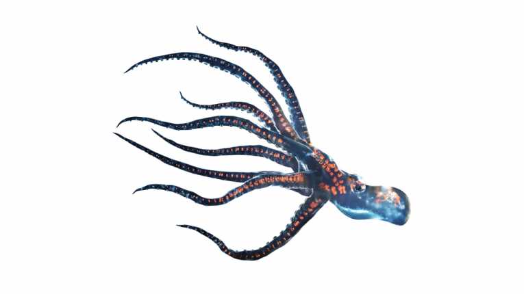 Release the 'Kraken', well the Artistic Triassic Cephalopod