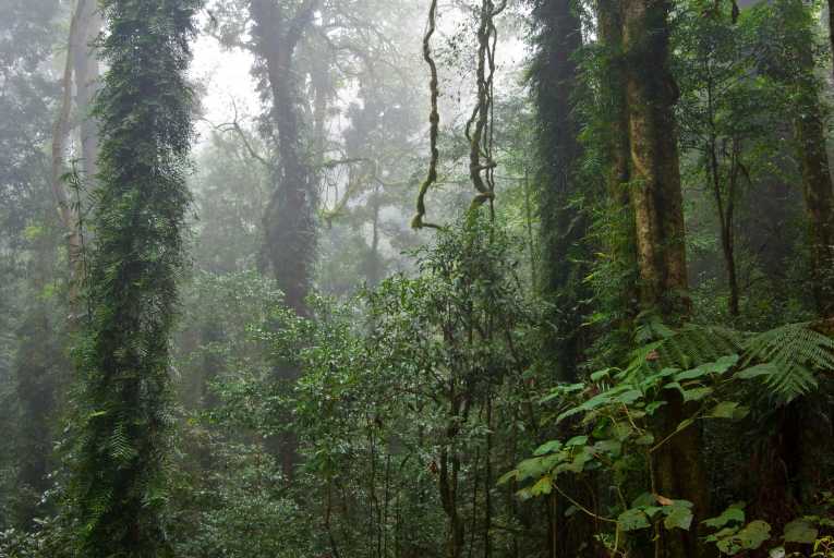 Tarkine Rainforest in Australia under threat from mining companies
