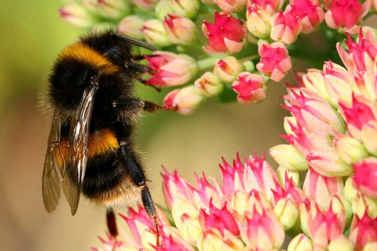 Threats to bee colonies linked to concerns about global food security