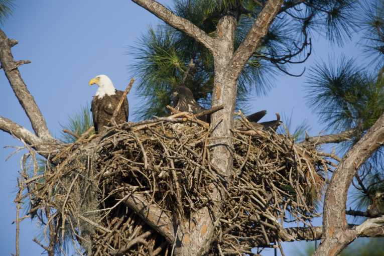 Bald eagle population increasing in Florida