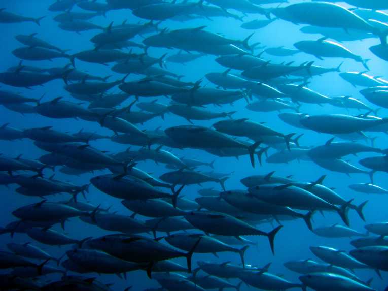 Bluefin Tuna dispersal tracked for the first time