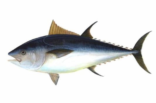 Advocacy group in Australia calls for global boycott of bluefin tuna