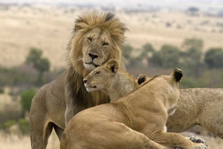 How do lions grab attention? They roar like babies