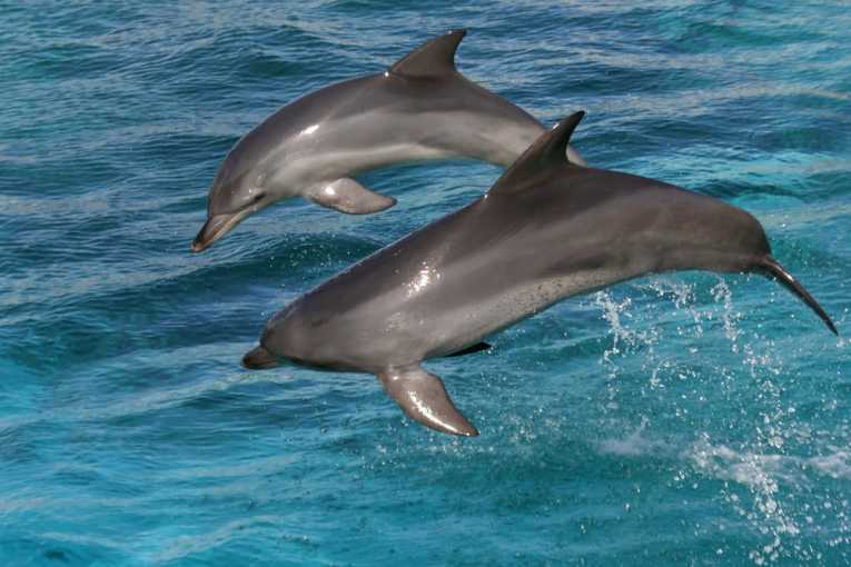 Bottlenose dolphins whistle hello