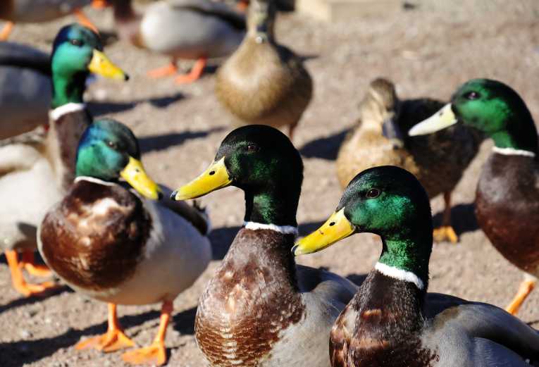 Bright beaks equals delight for ducks