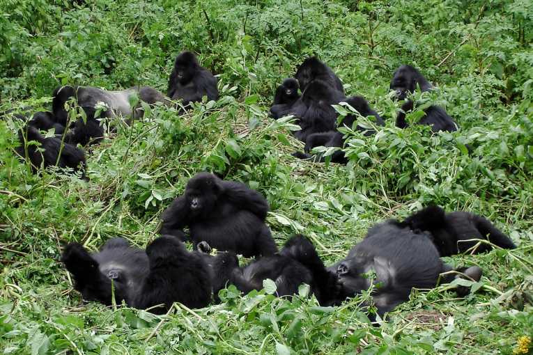 Broadcasting the message of gorilla conservation across the Congo