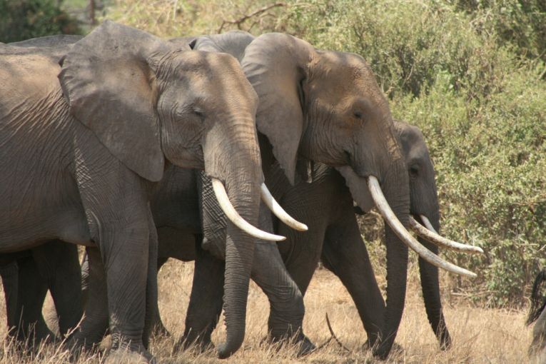 Satao, the elephant king, is killed