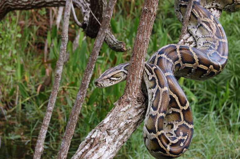 Invasive Burmese Pythons are devastating native mammal populations in the Everglades