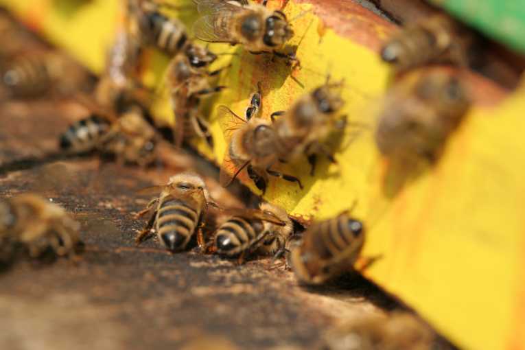 There's a buzz in their air in London as urban beekeeping really takes off