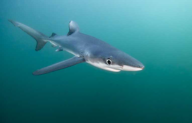 Preventing bycatch shark loss