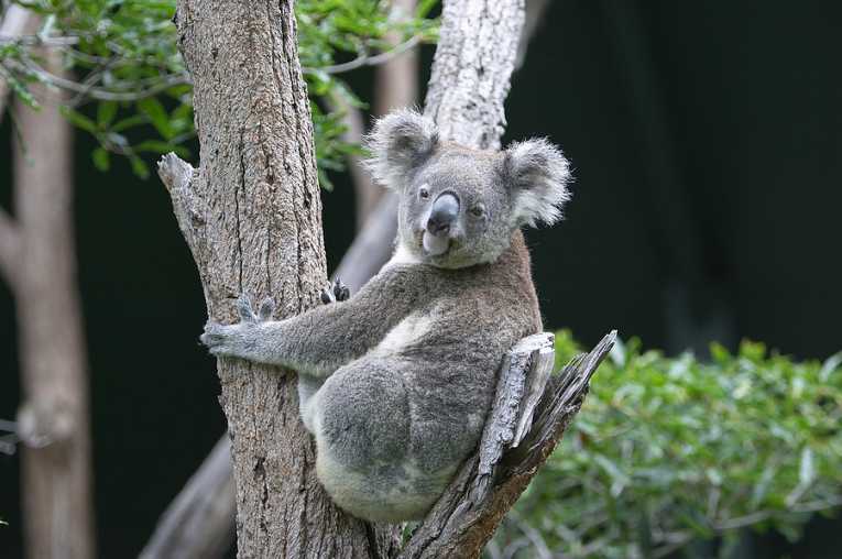 The call of the koala may have some hidden tricks