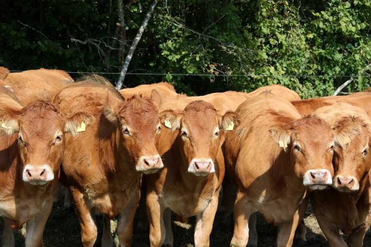 No hiding for cattle methane culprits