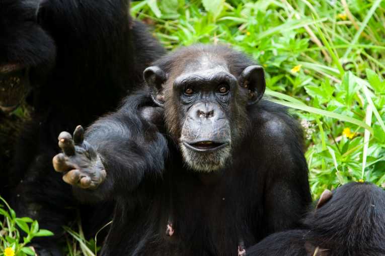 Can Chimps Have PTSD?