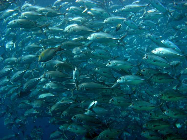 'Other CO2 problem' research shows that fish won't be OK