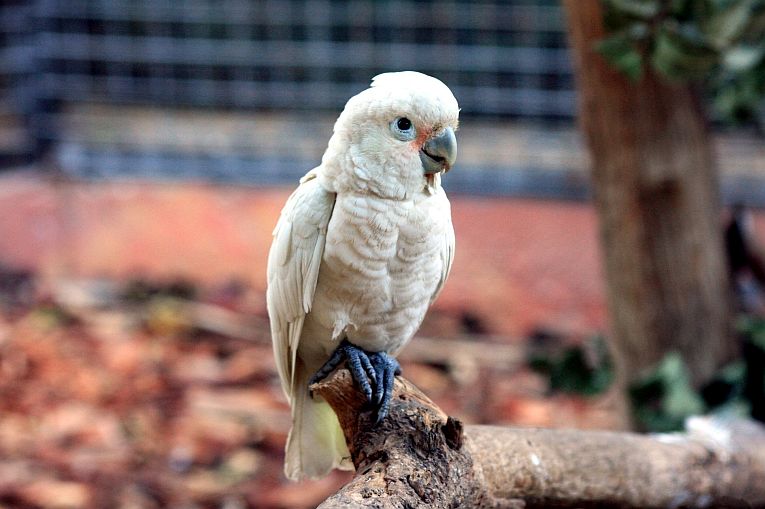 Tremendous cognition in tool-making, etc., in a cockatoo.