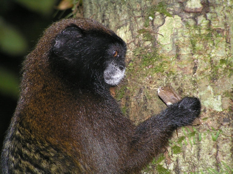 Colour blindness helps monkeys catch camouflaged prey