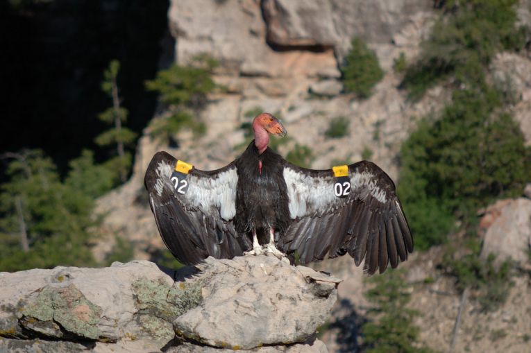 Condors are in California, but for how long?
