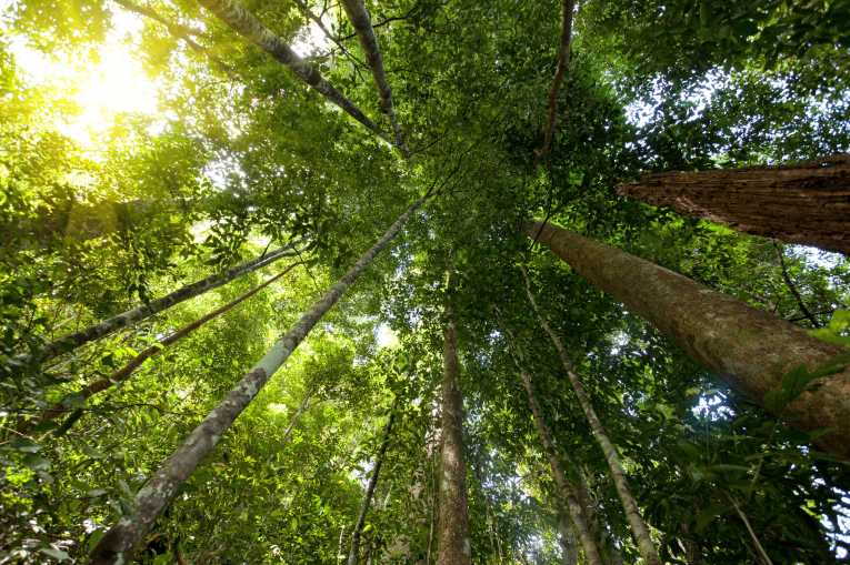 Congo to host international tropical forest summit