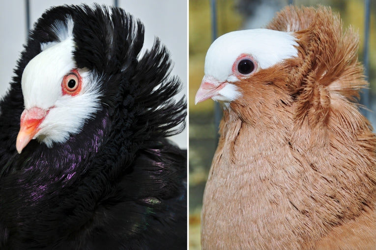Pigeon variations not always due to genetics