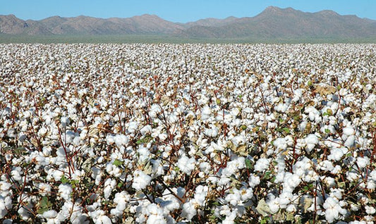 Sustainable cotton: a need for investment