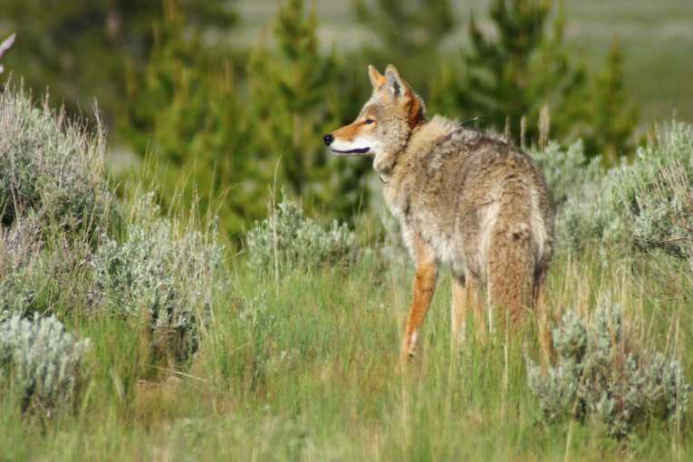 Coyote cross breeding threatens wolf survival