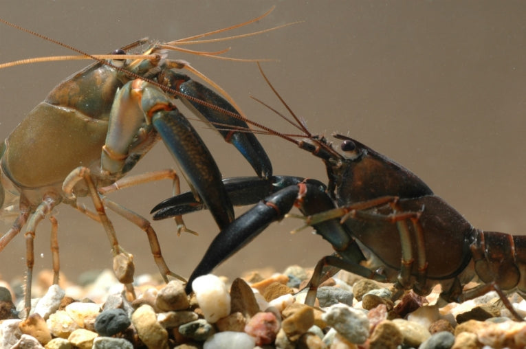 Crayfish battles - Fool your enemy