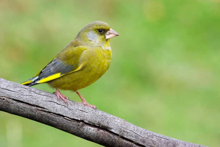 Curious or cowardly - how greenfinches personality shines through
