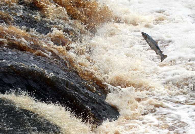 Dams damned by court ruling on saving Snake River salmon