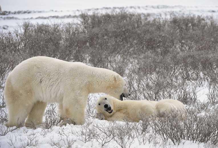 Dangerous liaisons - how Ireland's brown bears shaped polar bear evolution