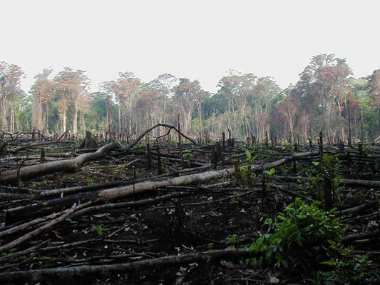 Developing nations are exporting deforestation, scientists warn ahead of Cancun