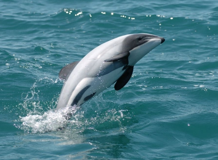 Dolphin in deadly race to survive