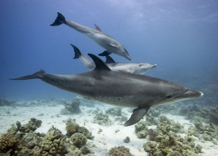 Dolphin ecology from the inside out
