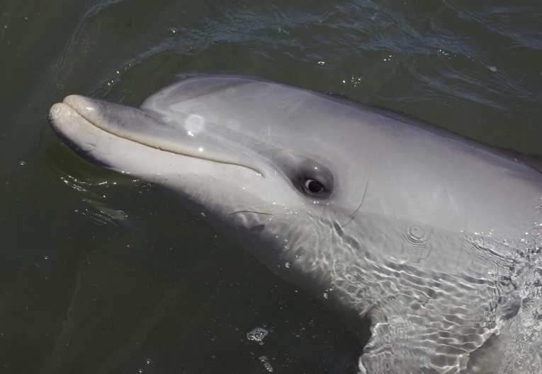 Dolphins Dying in Record Numbers in Gulf of Mexico