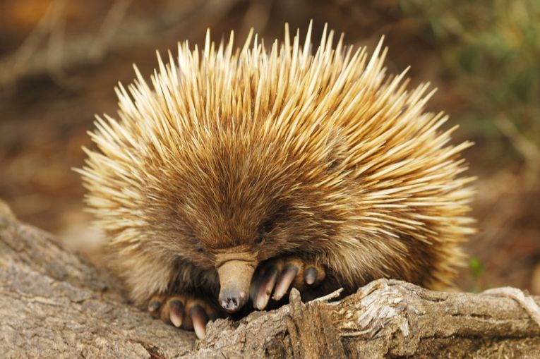Echidnas rule the flames(forest fires)