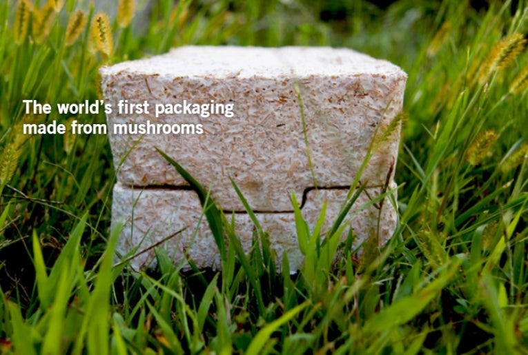 EcoCradle: Can mushroom packaging be the new wave for green purchasing?