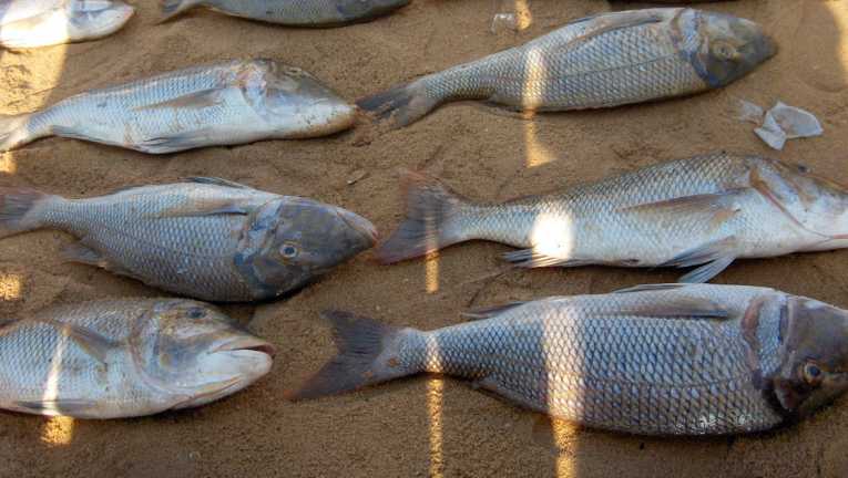 Fish in troubled waters with 30 species endangered