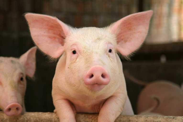 The environmental impact of the disposal of waste in large scale pig production