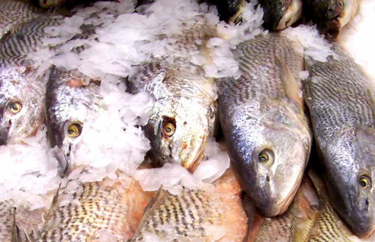 Calls for 2011 to be watershed year for Europe's fishing industry