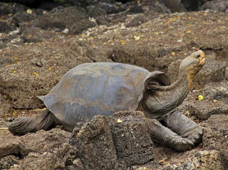 'Extinct' giant Floreana tortoise may be alive, say scientists