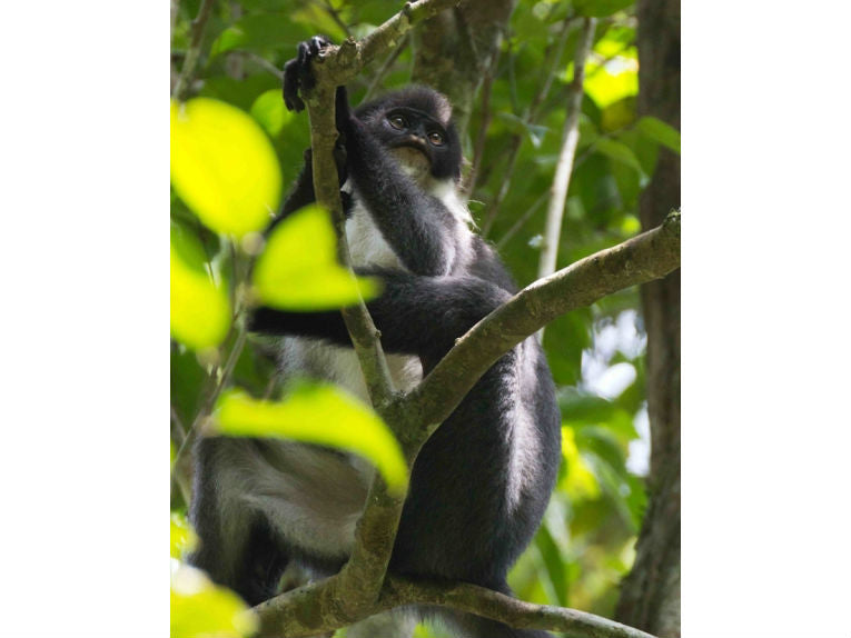 A monkey thought to be extinct, Miller's Grizzled Langur, has been found in Wehea Forest, Borneo