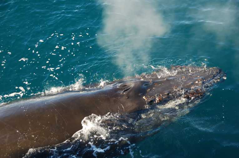 Gray whales cruised through Ice Age on krill and herring