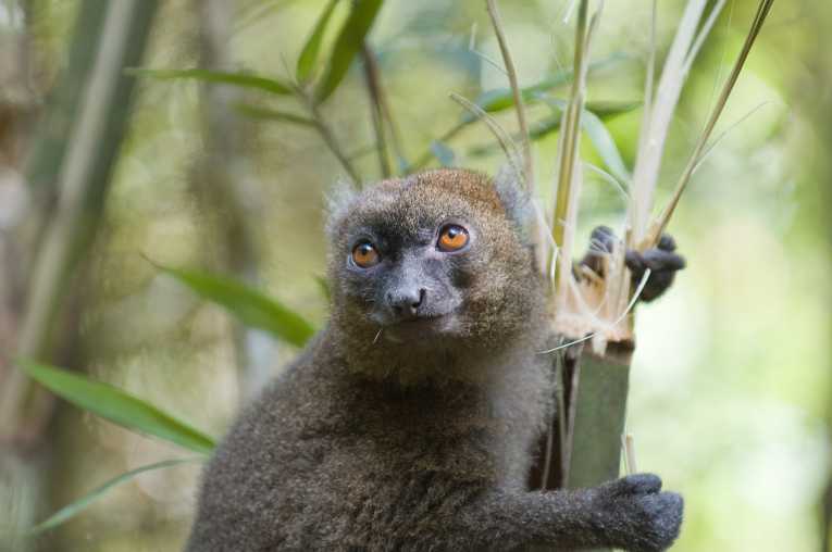 Population boost for rare greater bamboo lemurs