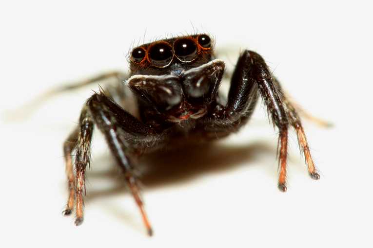 Green light for jumping spiders