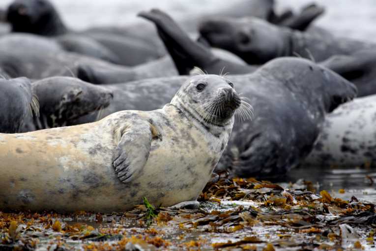Grey seals have real personality